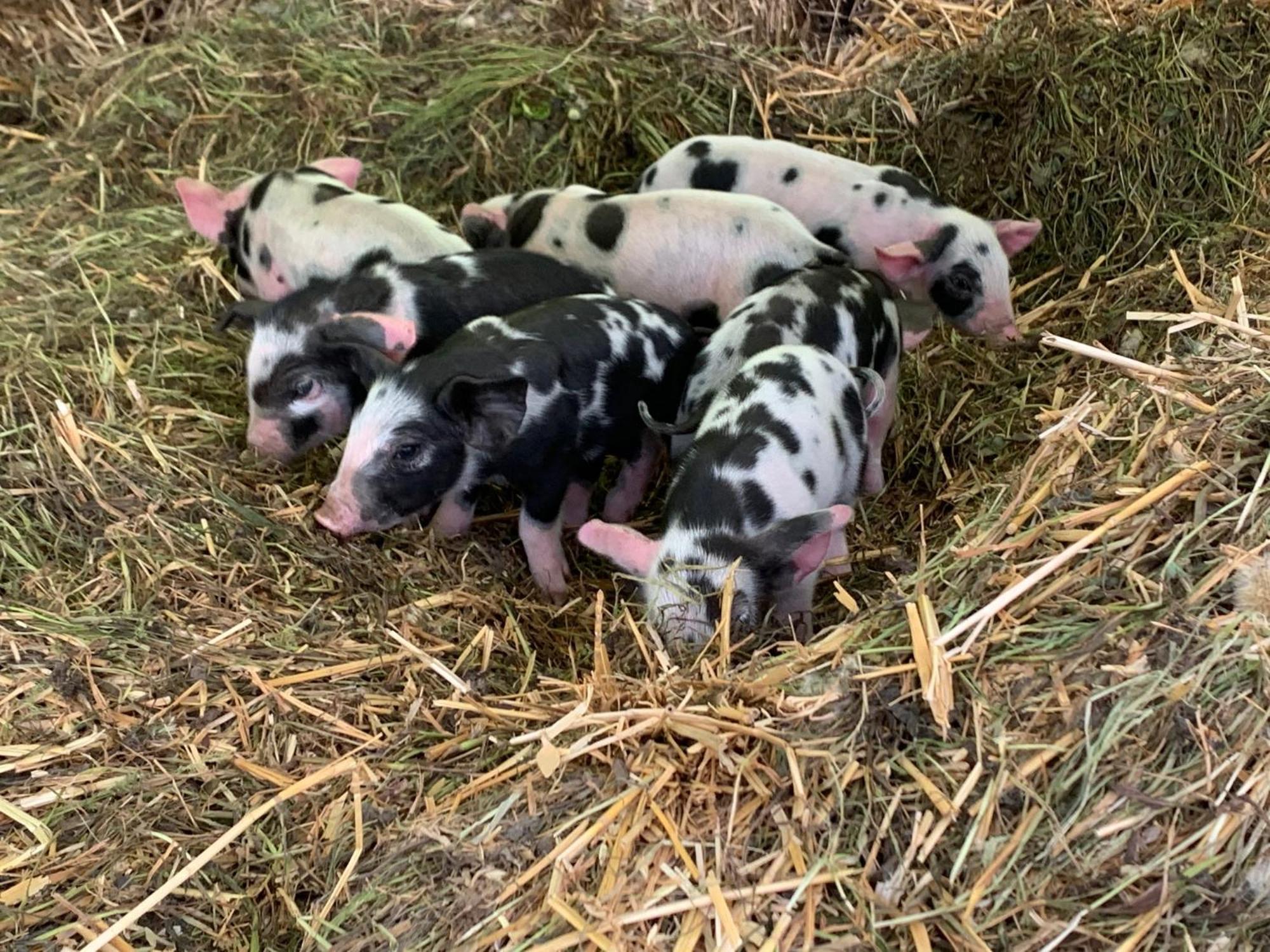 Horhaven B&B Fuglebjerg Kültér fotó